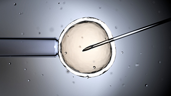 fertilizing egg ivf